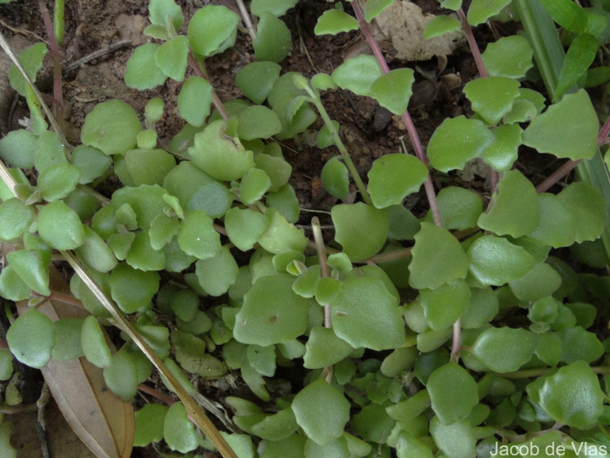 Coleus prostratus (Gürke) A.J.Paton